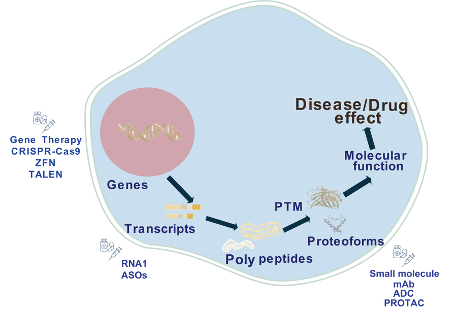 Diagram of proteoforms arising from protein modifications